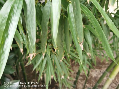 竹子種植|竹子种植方法和注意事项